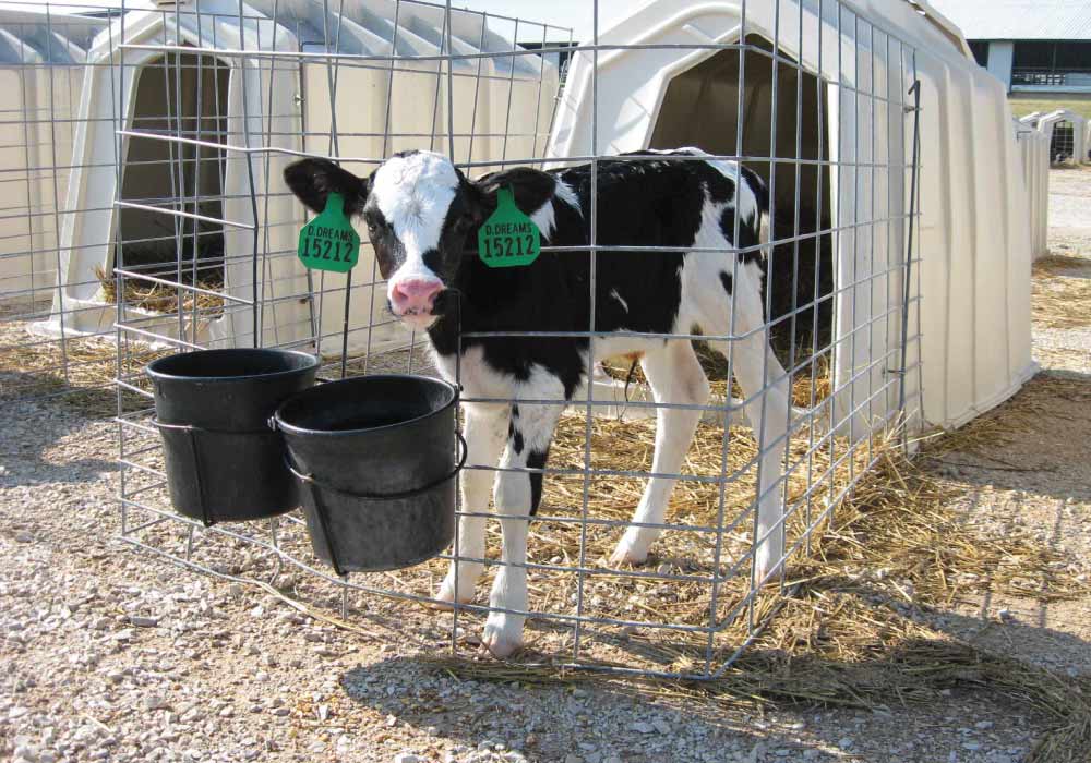 CALF-HUTCH